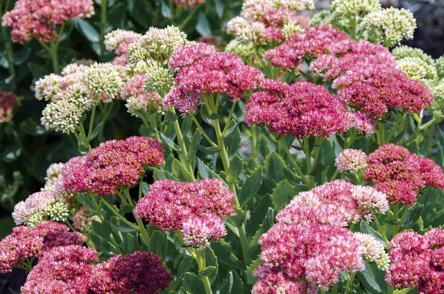 Wat voor opties zijn er voor sedum in je woning
